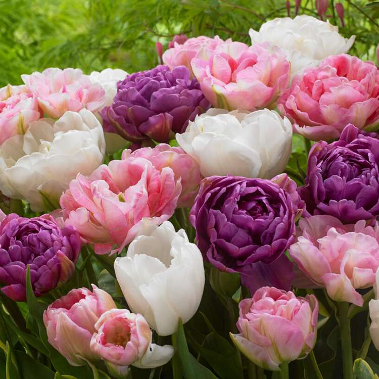 'Rikke' tulpanblandning